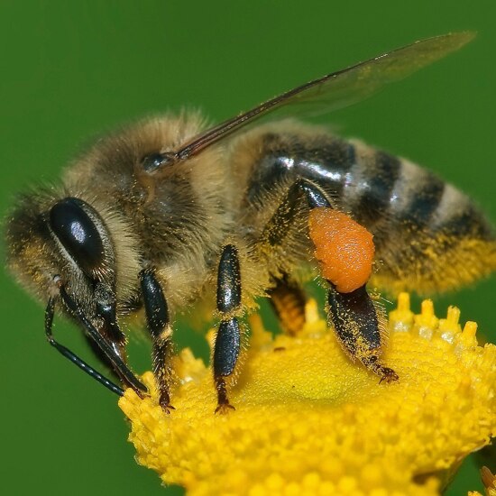 Buzzing about bees!