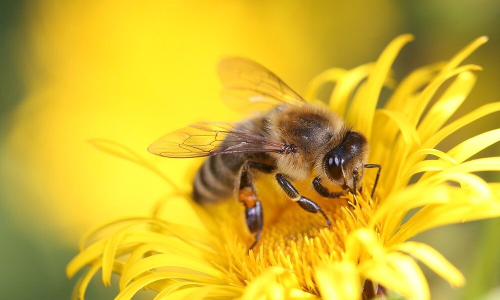 The Greatwood Bees!